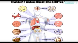 Das Blut  Leukämie und Lymphome  MINI MED Studium mit AssProf PrivDoz Dr Stefan Wöhrer [upl. by Yllah684]