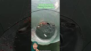 MENJARING IKAN PAKAI SEMANGKA fish fishing experiment amazingfacts [upl. by Nyladnarb]