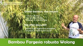 Fargesia robusta Wolong [upl. by Loree]