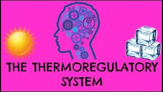 Thermoregulatory System  How Does It Control Our Body Temperature  GCSE Biology [upl. by Jack]