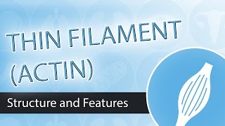 Thin Filaments and Actin Structure [upl. by Bluh]