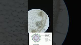 TS Of Dicot Stem Different Parts Of Dicot Stem Helix Biolab shorts practical biology [upl. by Brill]