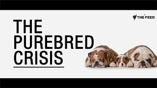 The Purebred Crisis How dogs are being deformed in the name of fashion [upl. by Asila]