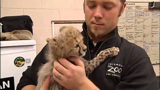 TOOCUTE VIDEO Baby Cheetahs [upl. by Isolde]