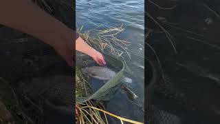 Insane Grayling over 3lbs [upl. by Yorgo]