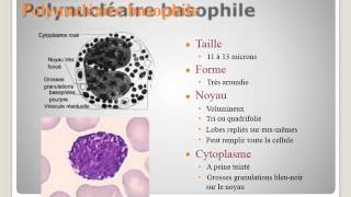 SEMIOLOGIE Interprétation de lhémogramme [upl. by Joelynn20]