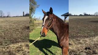 Bernardini yearling filly 1128 at Winter Quarter Farm in Kentucky [upl. by Hagep415]