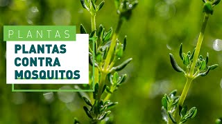 5 plantas antimosquitos un eficaz repelente natural  Verdecora [upl. by Lontson]