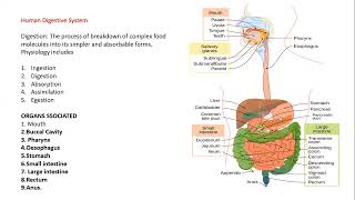 Physiology of digestion in Human brief description Class 12 NEB Biology [upl. by Netneuq]