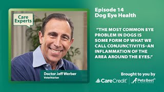 Dog Eye Problems and Eye Health with Dr Jeff Werber [upl. by Sabian]