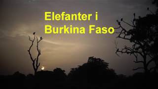 Elefanter i Burkina Faso [upl. by Ahseem]