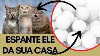 COMO ESPANTAR GATOS DO SEU QUINTAL  4 DICAS SIMPLES PARA acabar com a Invasão dos Felinos [upl. by Etteluap625]