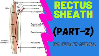 RECTUS SHEATH  CONTENTS [upl. by Anatola]