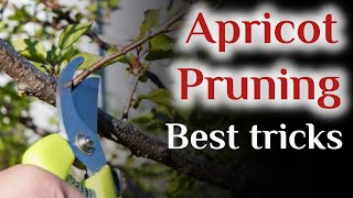 How to prune apricot trees pruning tricks [upl. by Essam463]