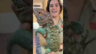 Ever heard of a Caiman Lizard [upl. by Uttasta826]