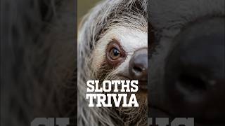 Sloths Defying Gravity and Predators [upl. by Bodi]