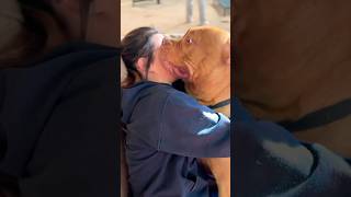 BULLY KISSES AND SLOBBER americanbully pitbull shortvideo [upl. by Yhtomit]