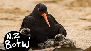 Variable oystercatcher  New Zealand Bird of the Week [upl. by Ho]