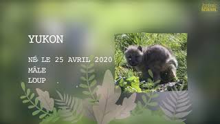 Yukon petit loup arctique  Minisérie bébés animaux  Ep 1 [upl. by Copeland]