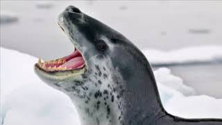 Leopard seal calls [upl. by Olracnaig]