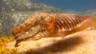 Cuttlefish Swimming in action [upl. by Ahsieyk]