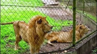 How I spent my Christmas at Pretoria Zoo with my son [upl. by Leanora669]