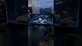 75 Gallon Mbuna Cichlid Tank in My Classroom [upl. by Abert]