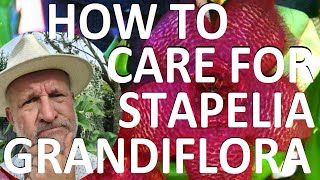 How to Care for Stapelia grandiflora  Carron Plant Starfish Flower Giant Toad Plant [upl. by Hendren]