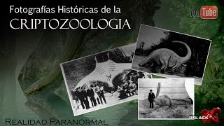 TOP FOTOGRAFIAS REALES DE CRIATURAS DESCONOCIDAS CRIPTOZOOLOGIA VI OxlackCastro [upl. by Adniled]