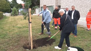 PUNKTum Seltener Speierling in Eisleben gepflanzt [upl. by Abana]