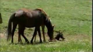 Stallion Meets Newborn Foal [upl. by Niret]