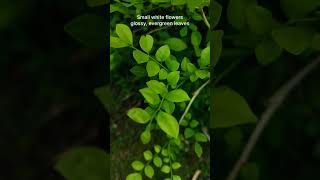 Satinwood Plant shorts shortsfeed ytshorts nature green plants didyouknow garden savegreen [upl. by Arat997]