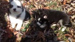 Wooly Pomsky Puppies Playing [upl. by Leid]