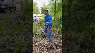 Tree Service Dangers Snake Copperhead [upl. by Stortz]