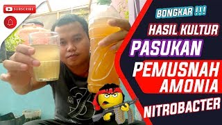 💥 BONGKAR  Hasil Fermentasi Mengembangbiakan Bakteri Nitrobacter [upl. by Luo471]