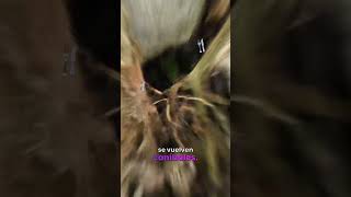 Las crias de alacran se comen a su mama 🤯 alacranes alacran criasdealacran naturaleza [upl. by Bobby458]