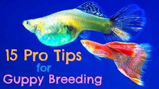 Guppy Fish Breeding 15 Pro Tips You Need to Know [upl. by Eob]