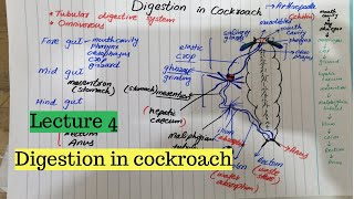 DIGESTION IN COCKROACH  digestive system of cockroach [upl. by Aubrie63]