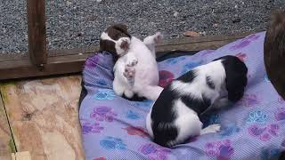 Springer Spaniel Puppies at six and half weeks [upl. by Diamante]