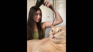 My cat got hypnotised by this hair dryer sound hairdryer asmrsound hairdryersound [upl. by Davidson161]