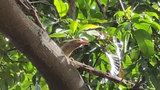 बड़ा बसंता ।। Brown headed barbet [upl. by Berriman]