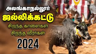 Jallikattu 2024 அலங்காநல்லூர் ஜல்லிக்கட்டு களத்தில் மல்லுக்கட்டும் காளையர்  Vikatan [upl. by Gerk]