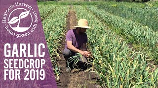 Grow your own garlic in 2019  Australia [upl. by Cindy]