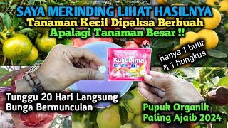 Sampai Merinding Lihat Hasilnya Tanaman Kecil Berbuah Lebat Apalagi Tanaman Besar‼️ [upl. by Ehgit]