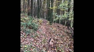 Waldspaziergang mit Buchempfehlung [upl. by Cowles117]