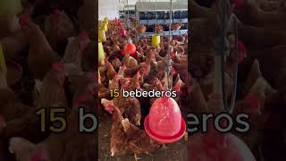 ¡1000 GALLINAS PONEDORAS ¿Qué necesitas [upl. by Theresita]