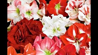 Growing Amaryllis in Glass  White Flower Farm [upl. by Borg250]