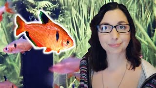 Serpae Tetra Care Guide 🐟 Red Minor Tetra 🐟 Beginner Care For Serpae Tetras [upl. by Annoled]