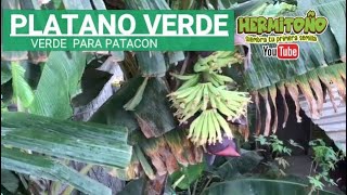 PLATANO VERDE O PLATANO MACHO [upl. by Argyle]