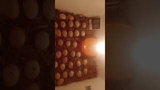 DIY Hatching eggs in incubator at homeegghatchingegghatchingprocessshortsviral [upl. by Furgeson]